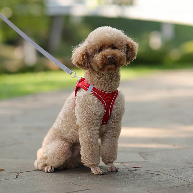 The Dapper Pup Stroll Set – Style, Safety & Comfort in Every Step