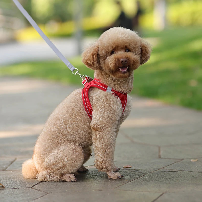 The Dapper Pup Stroll Set – Style, Safety & Comfort in Every Step