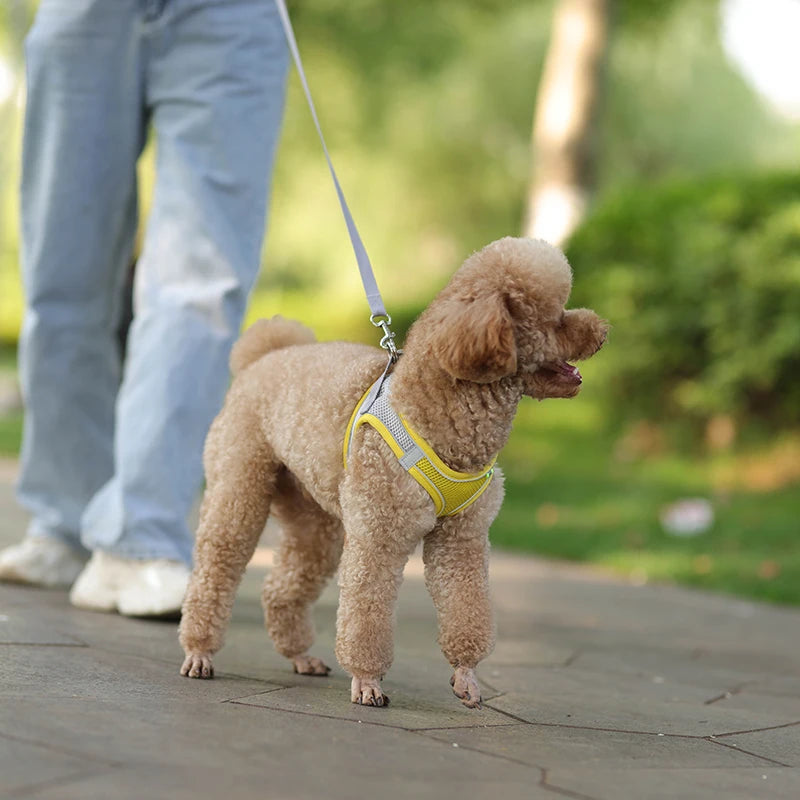 The Dapper Pup Stroll Set – Style, Safety & Comfort in Every Step
