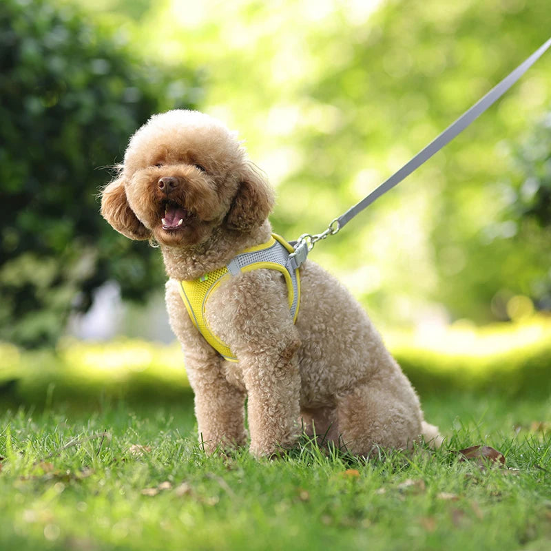 The Dapper Pup Stroll Set – Style, Safety & Comfort in Every Step